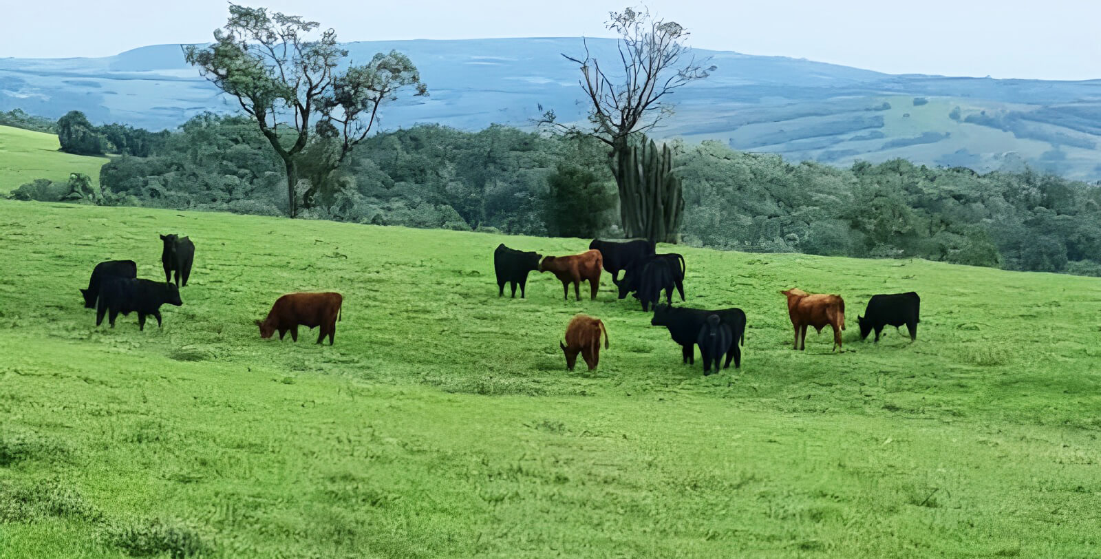 Capa União Europeia restringe importação de carnes, peixe e mel do Brasil
