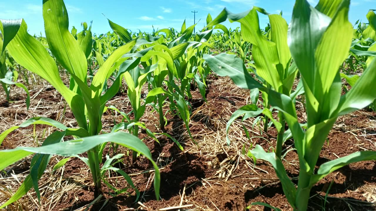 Capa Plantio de verão avança com entraves climáticos e colheita de inverno registra perdas no Rio Grande do Sul