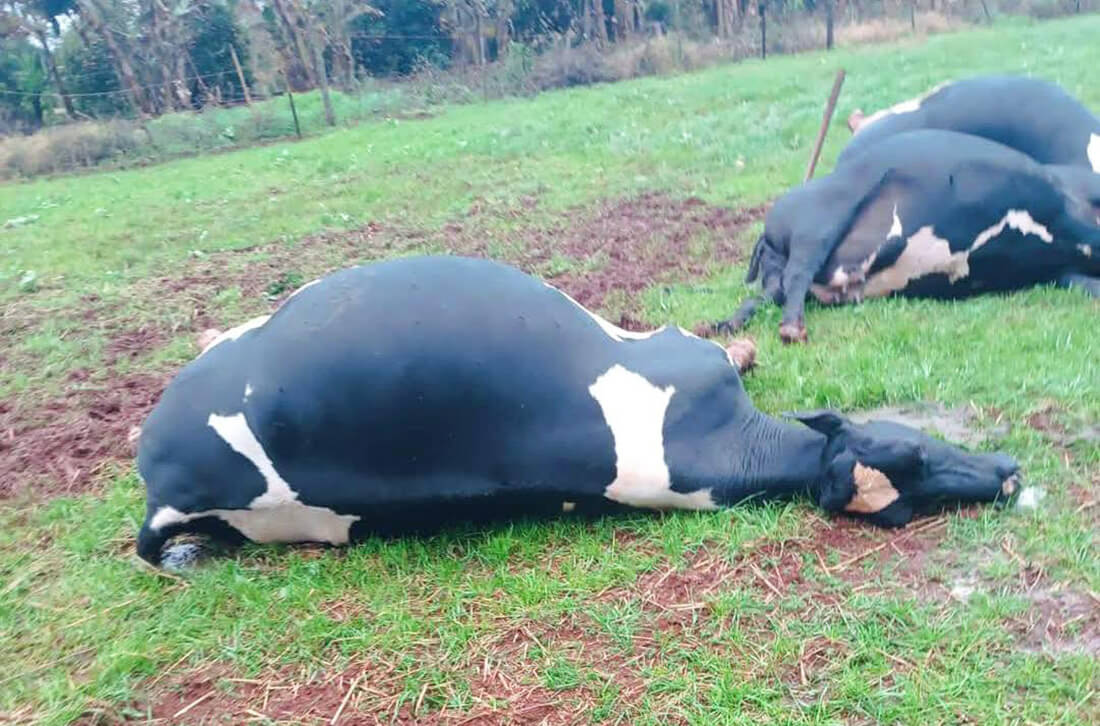 Capa Descarga elétrica mata cinco vacas leiteiras em escola de Guarani das Missões