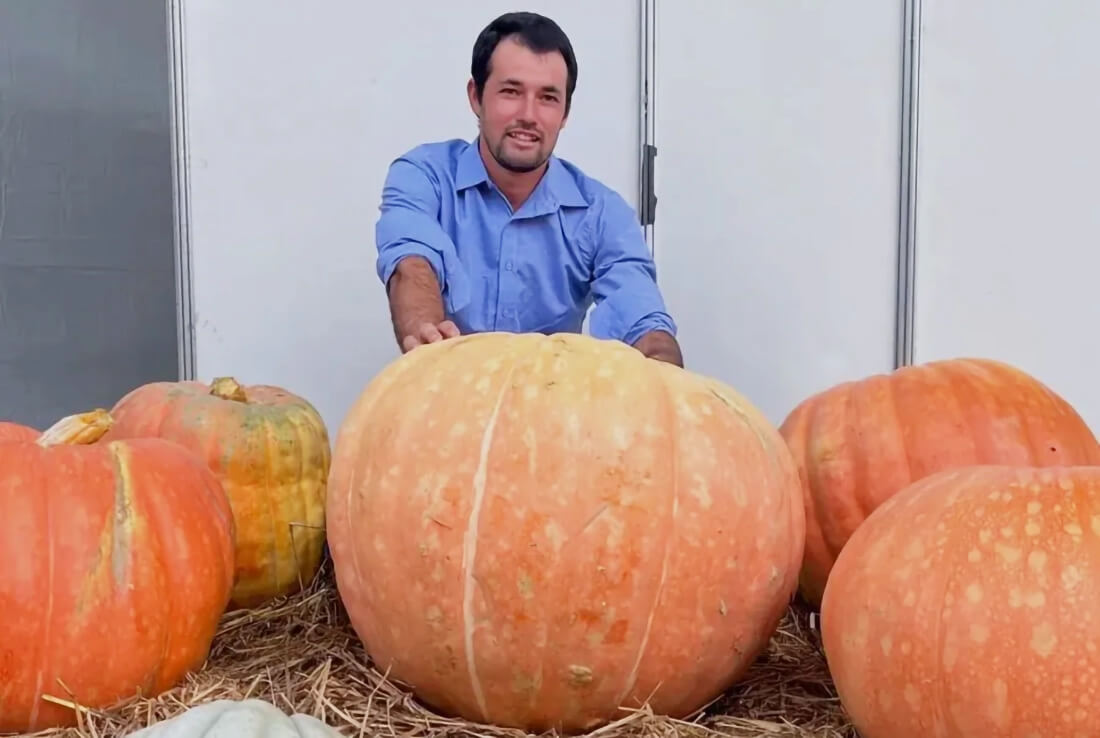 Capa Abóbora gigante de 62 quilos atrai olhares durante a Festa da Uva no RS