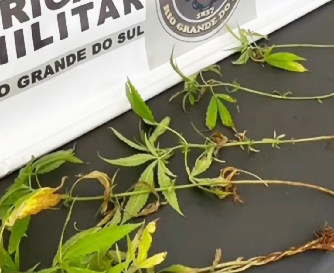 Capa Brigada Militar apreende pés de maconha em Nonoai