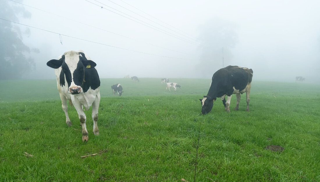 Capa Frio pode reduzir produção de leite por menor consumo de água
