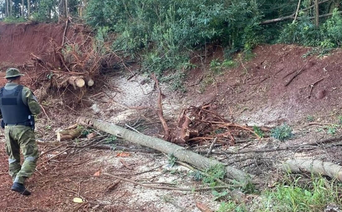 Capa Crimes ambientais são registrados em municípios da região