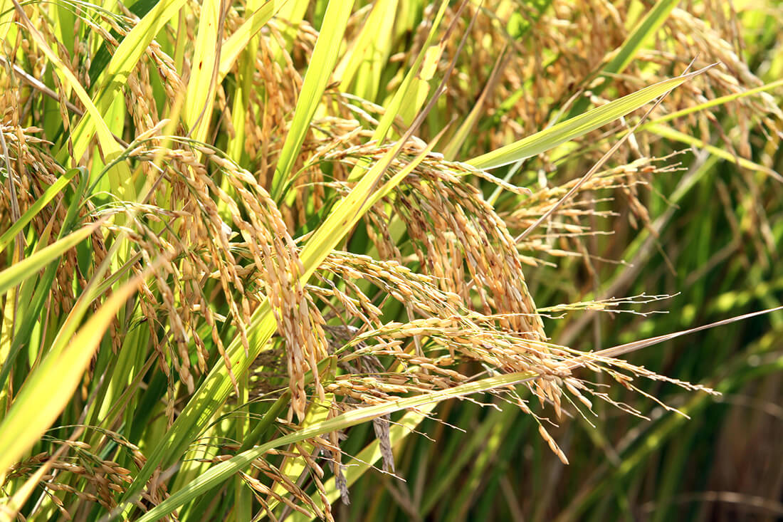 Capa Conab prevê novo aumento nas áreas de arroz e feijão