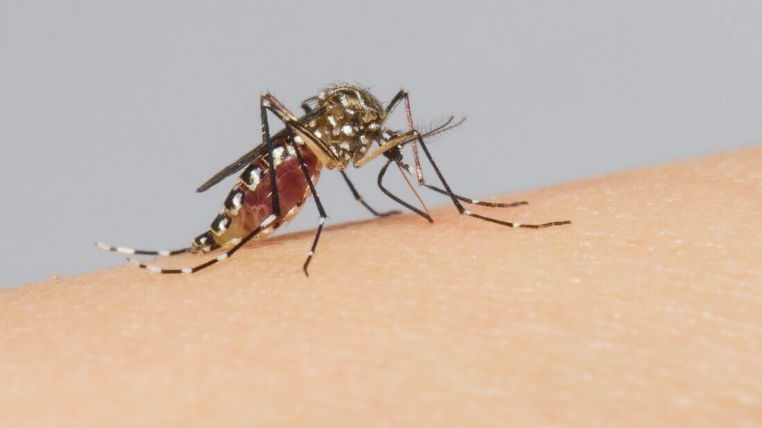 Capa Crissiumal: registrado segundo caso de dengue de 2023