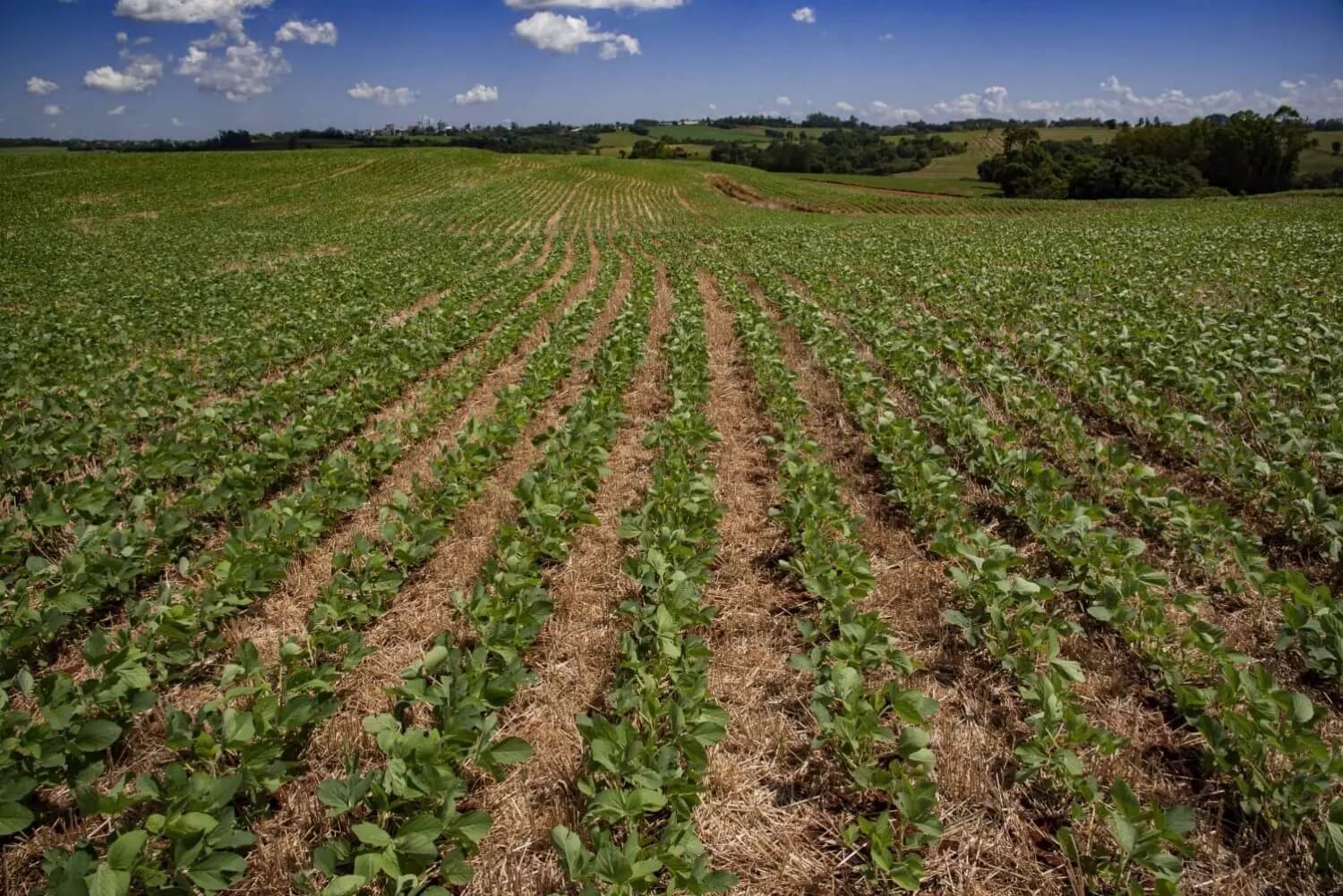 Capa Atraso no plantio da soja e perdas 50% no trigo são projeções da Conab