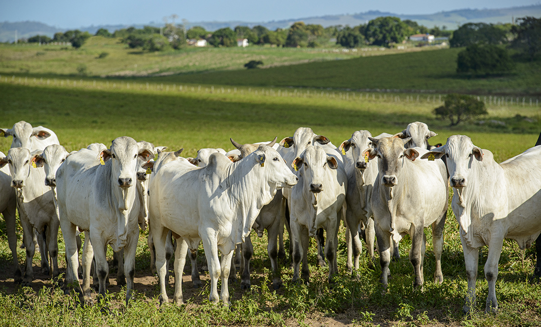 Capa Comércio de carnes ultrapassa 31 milhões de toneladas em 2024
