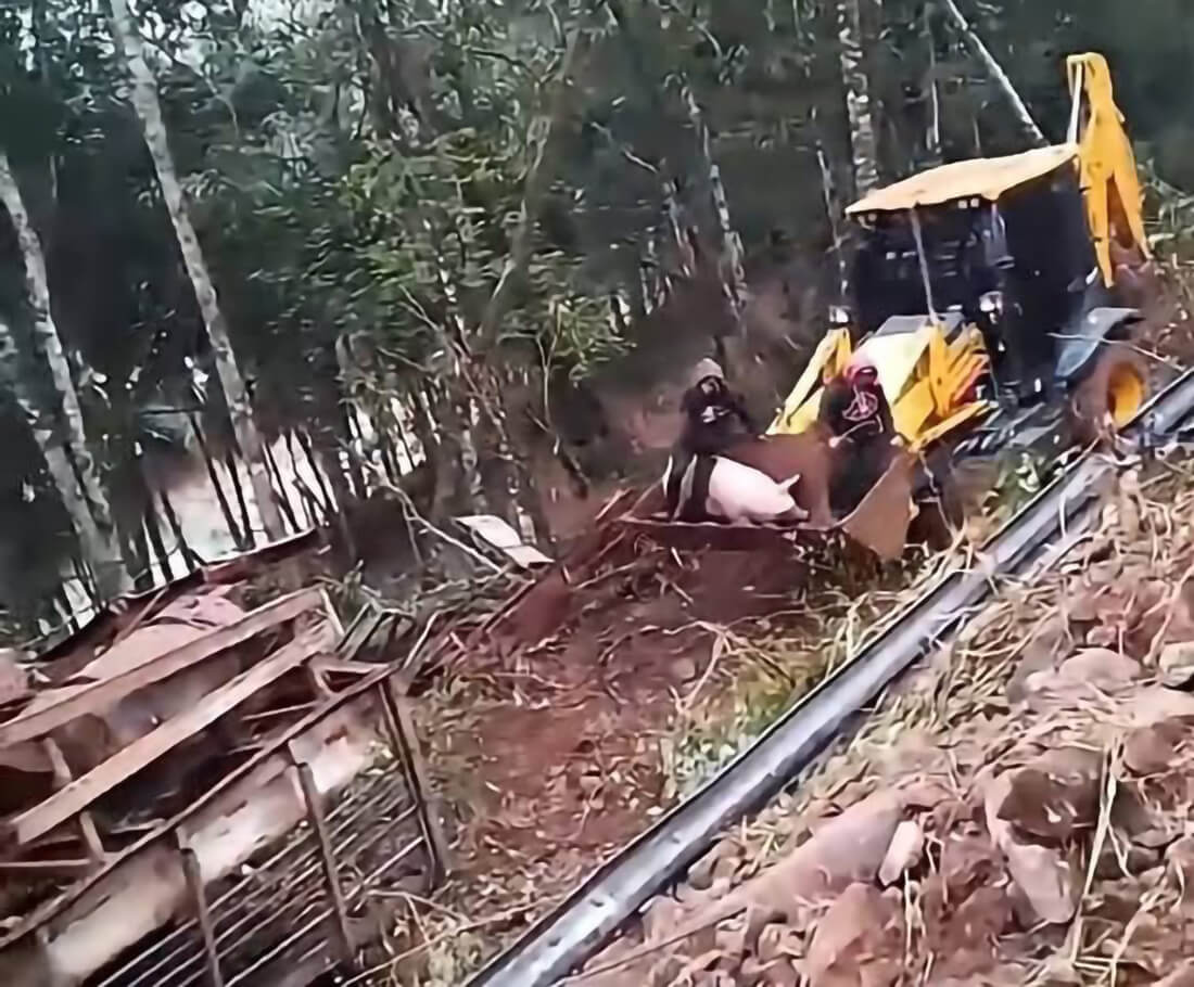Capa Caminhão carregado com suínos tomba na ERS-472 entre Tenente Portela e Palmitinho