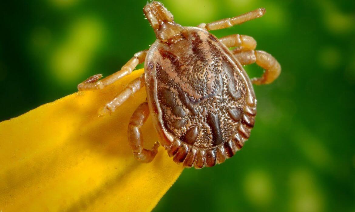 Capa Saiba como evitar contato com o carrapato que causa a febre maculosa