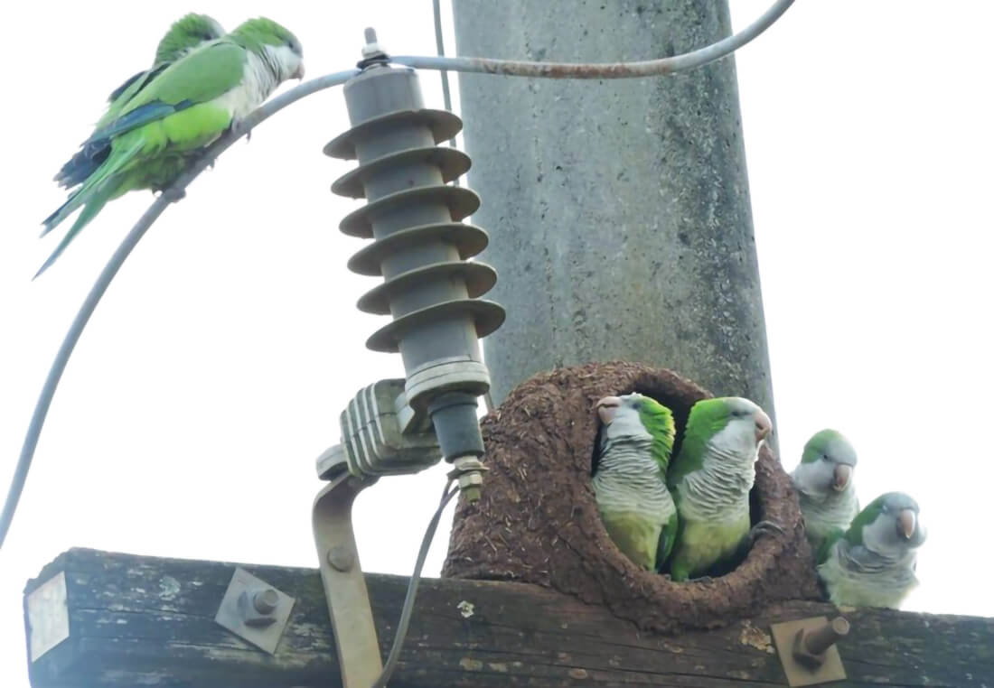 Capa Fato curioso: Caturritas invadem casa de joão-de-barro em Crissiumal