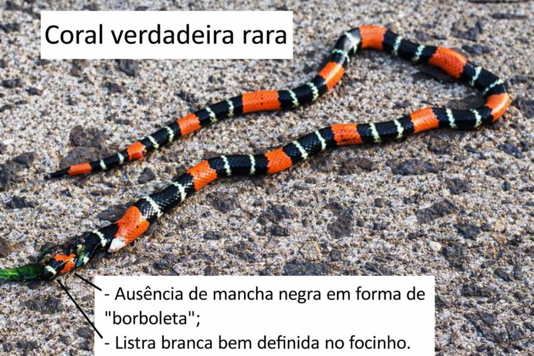 Capa Projeto Você Cientista registra espécie de coral-verdadeira raríssima no Rio Grande do Sul
