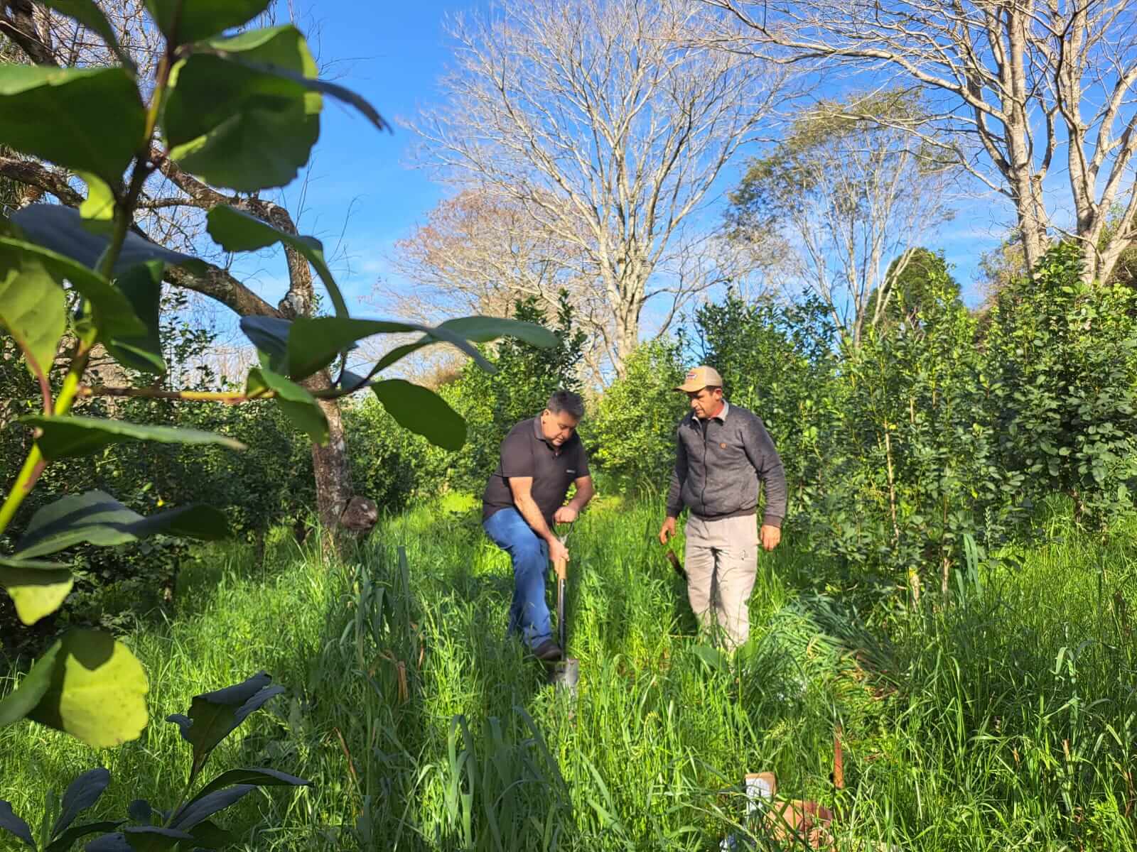 Capa Sistema agroflorestal é aposta para cultivo sustentável de erva-mate