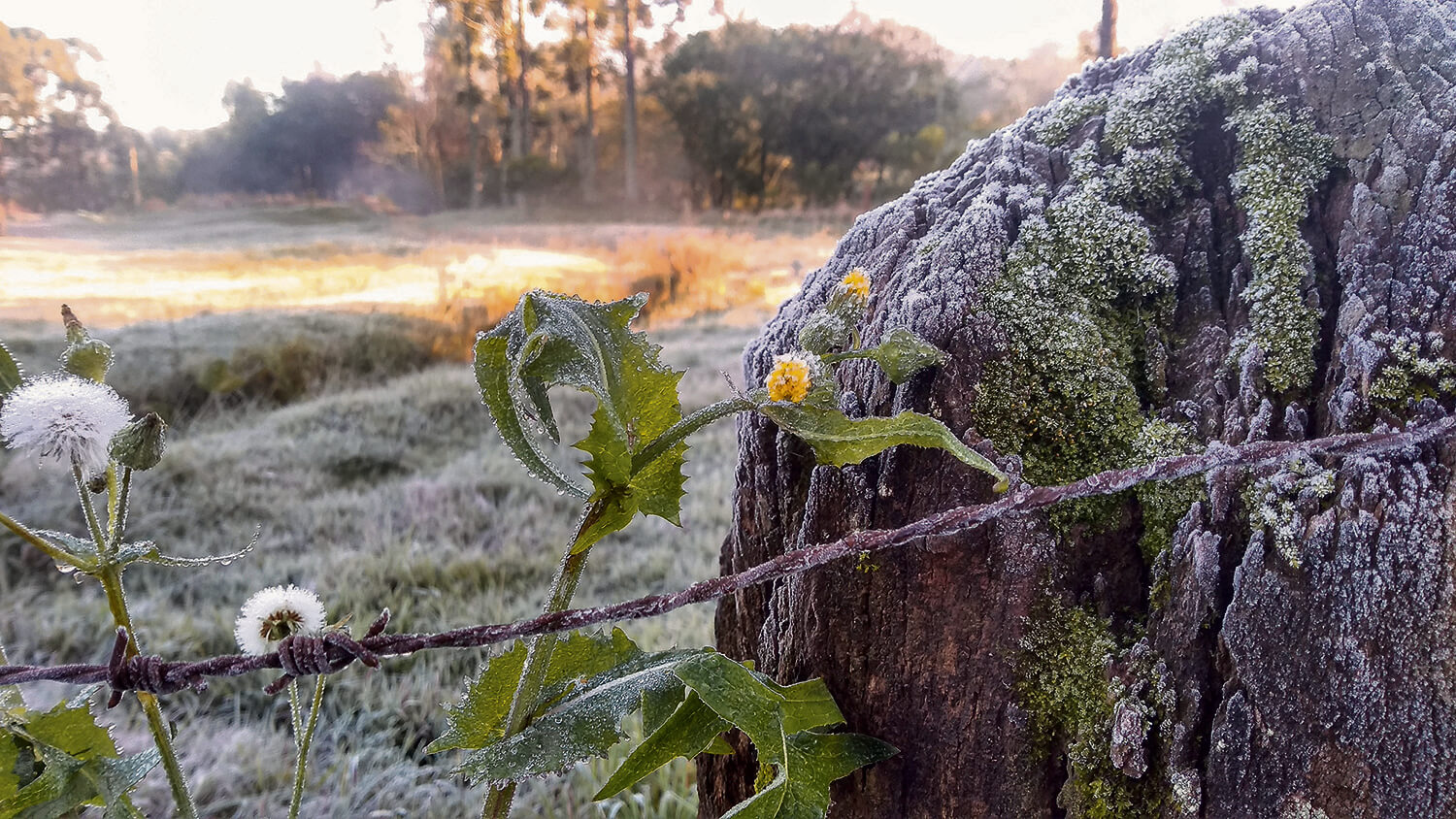 Capa Forte massa de ar frio derruba as temperaturas no RS no mês de outubro