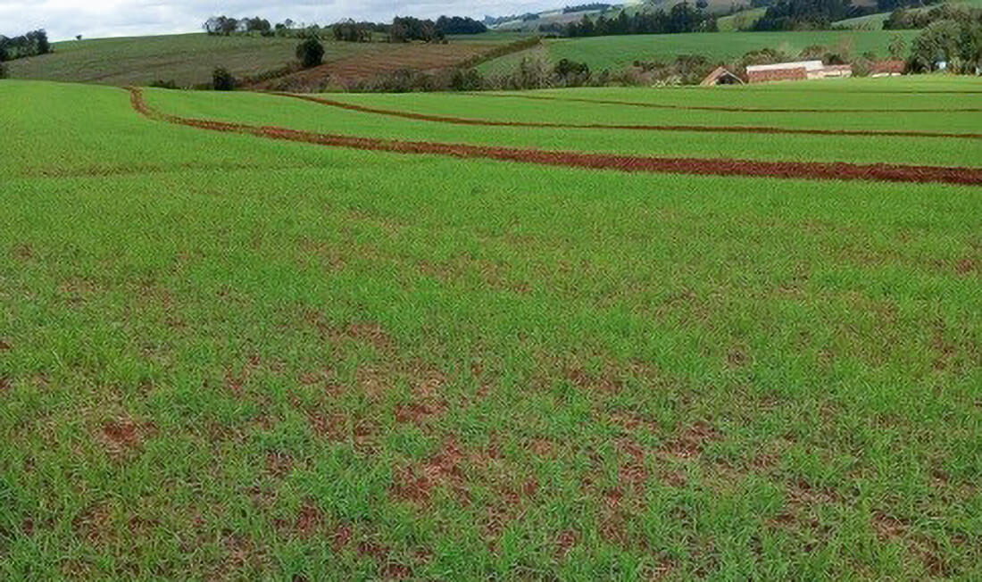 Capa Plantio do trigo atinge 69% da área projetada para esta safra no RS
