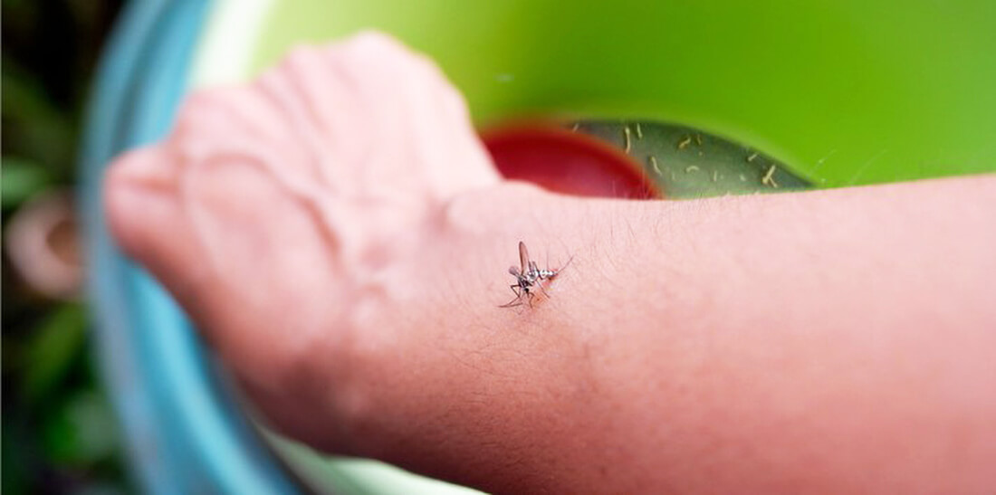 Capa Dia D de conscientização sobre a dengue ocorre neste sábado