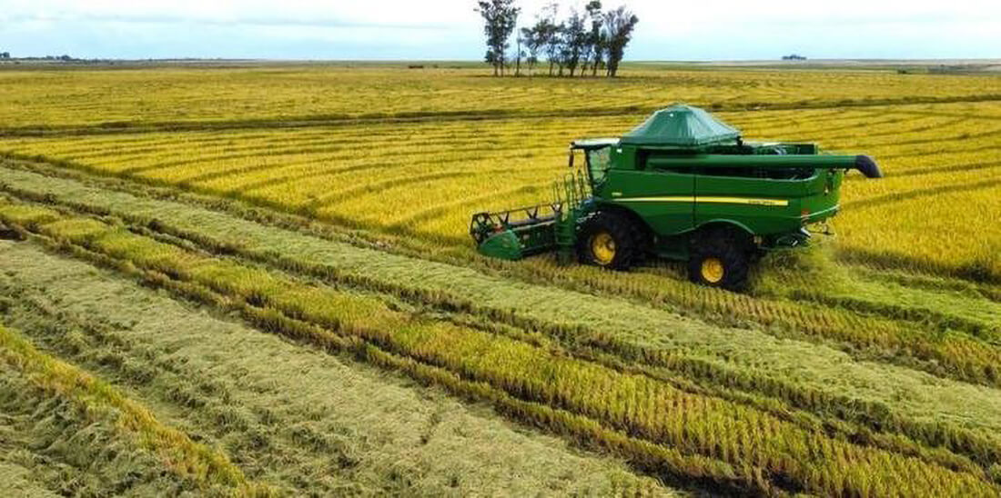 Capa Arroz comprado pela Conab terá preço máximo de R$ 4 o quilo ao consumidor