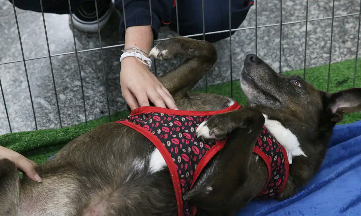 Capa Abandono de pets é lembrado no Dezembro Verde
