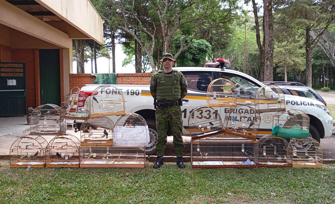 Capa Batalhão Ambiental da Brigada Militar resgata 24 pássaros silvestres no Norte do Estado