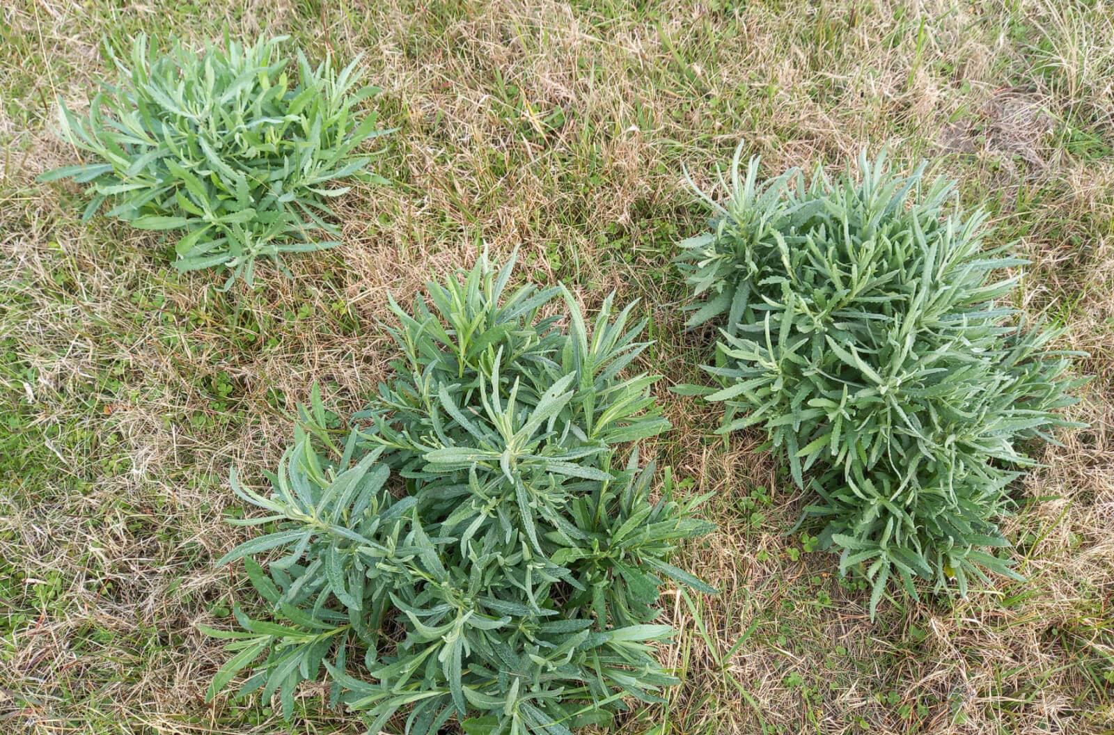 Capa Emater alerta produtores às mortes causadas pela planta Maria-Mole em bovinos