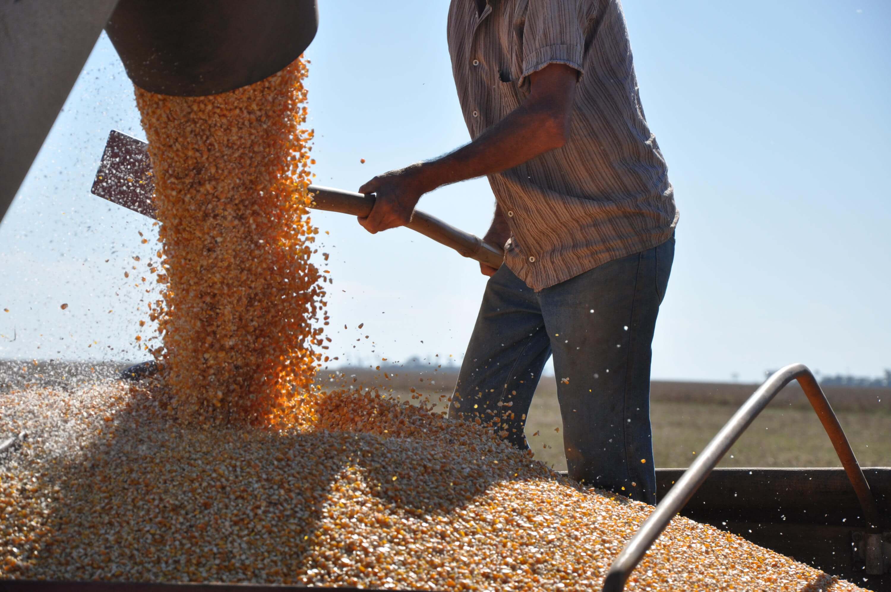 Capa Safra 2024/25: Conab estima produção de 345,2 milhões de toneladas no país e de 33,3 milhões de toneladas no RS
