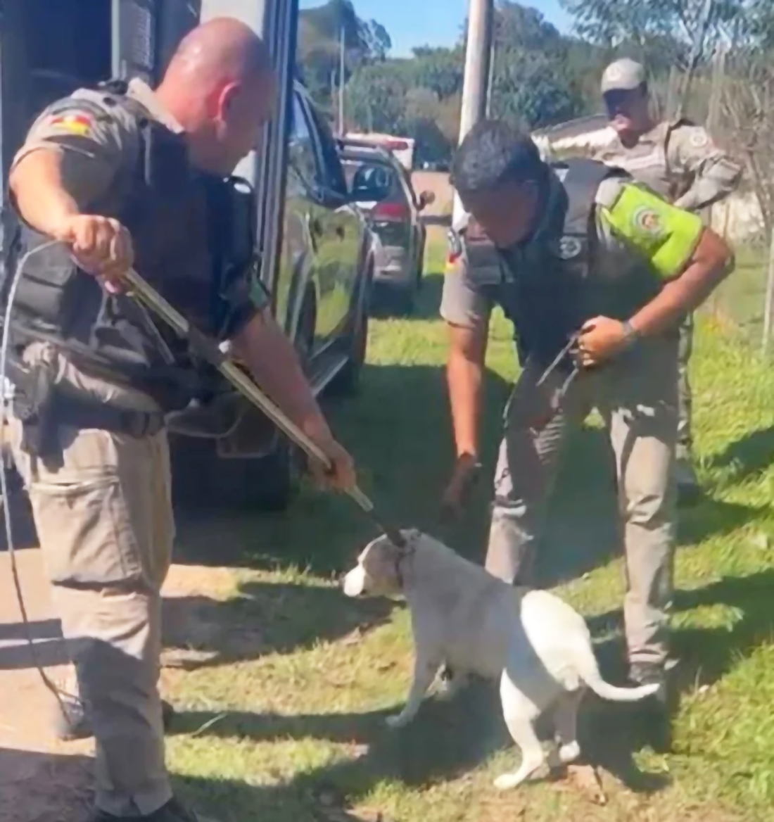 Capa Mulher fica ferida após ser atacada por cães em Horizontina