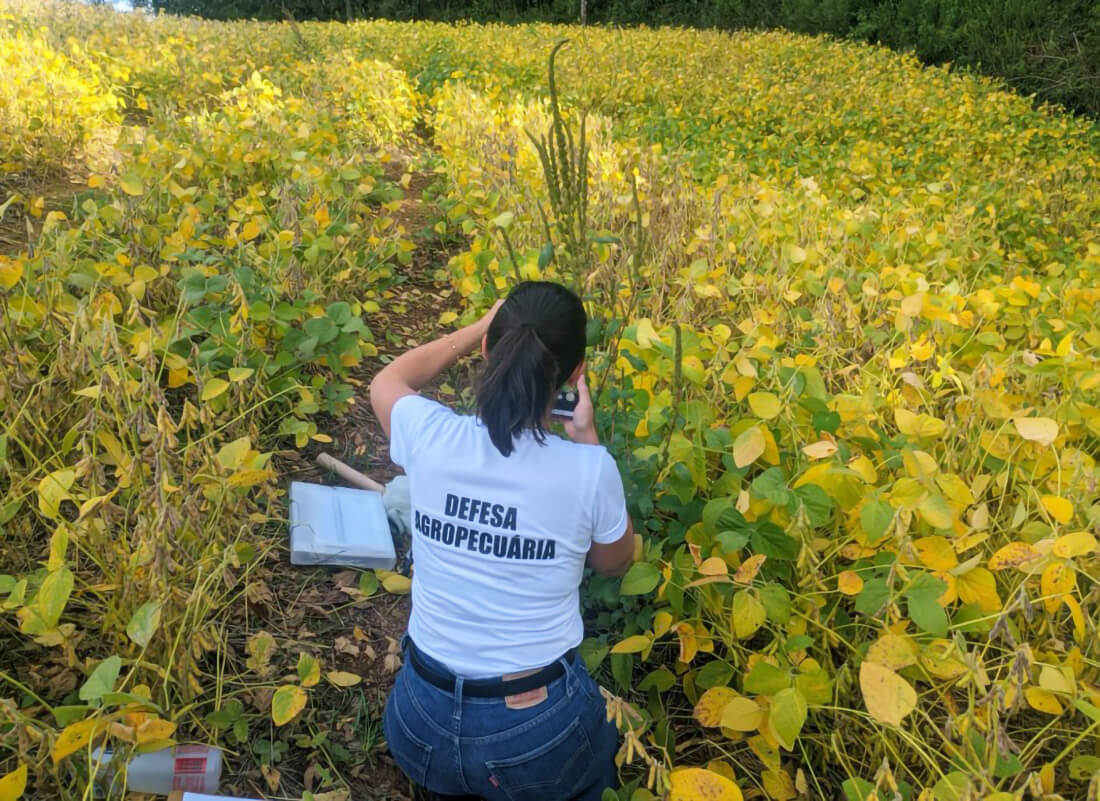 Capa Agricultura mobiliza força-tarefa no Alto Uruguai para prevenir entrada de praga nas lavouras