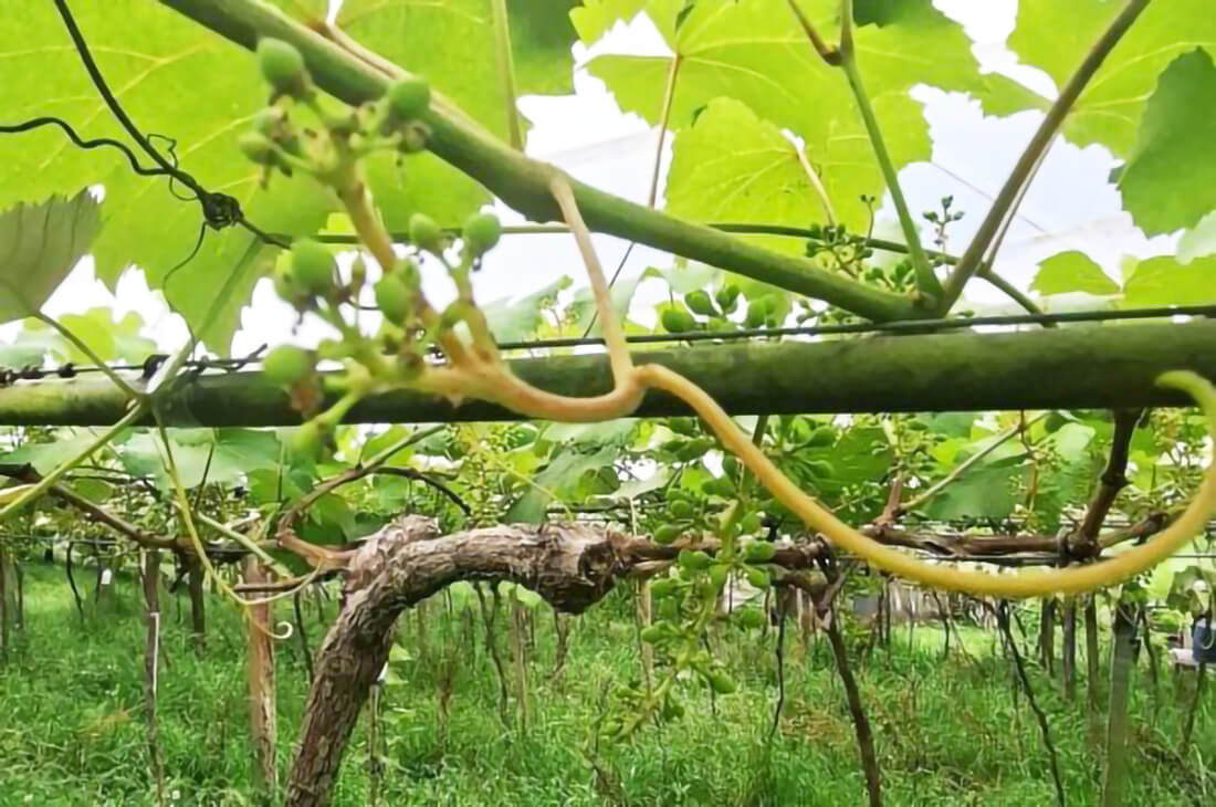 Capa Primavera desafia safra de uva no RS, apesar de inverno extremamente favorável