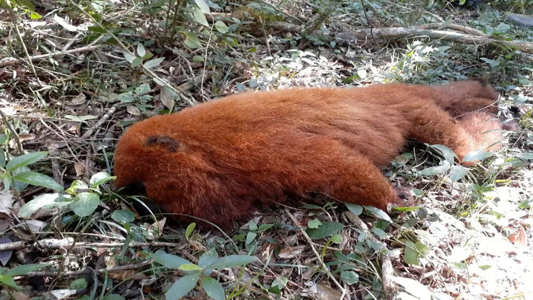Capa Secretaria da Saúde alerta para nova circulação da febre amarela em macacos no Estado
