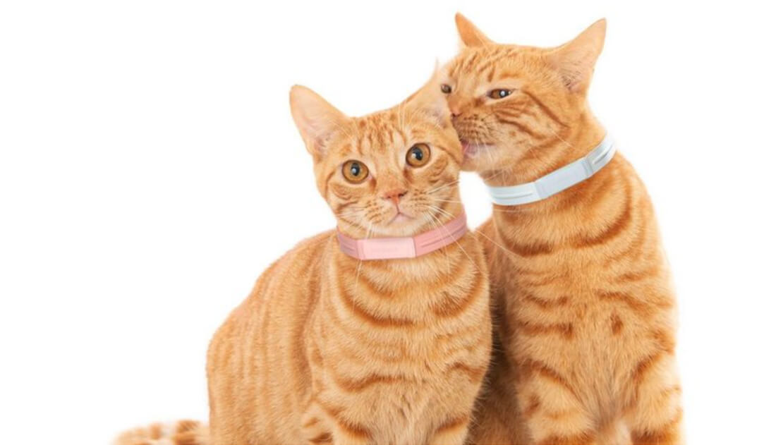 Capa Gaúcho de Santo Augusto projeta a primeira coleira GPS para pets desenvolvida no Brasil