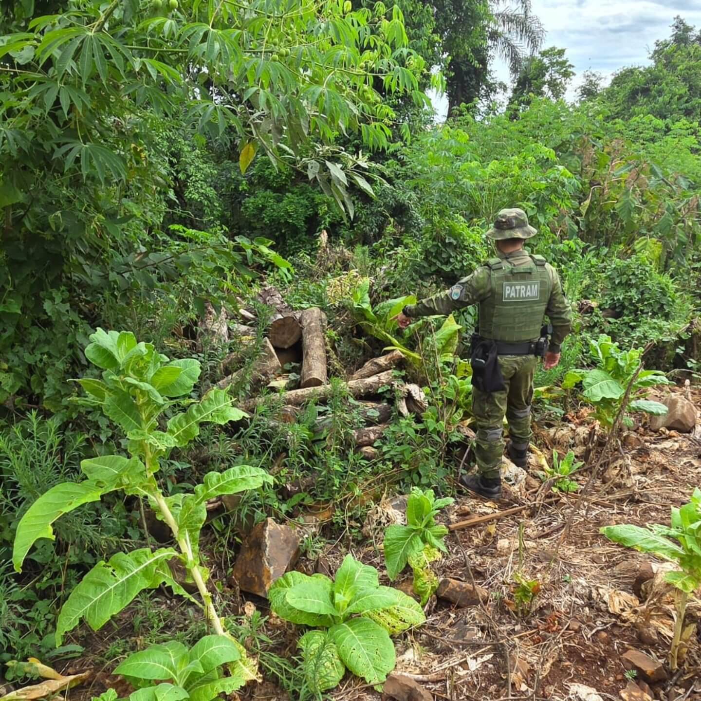 Capa Brigada Militar flagra desmatamentos em Novo Tiradentes e Jaboticaba