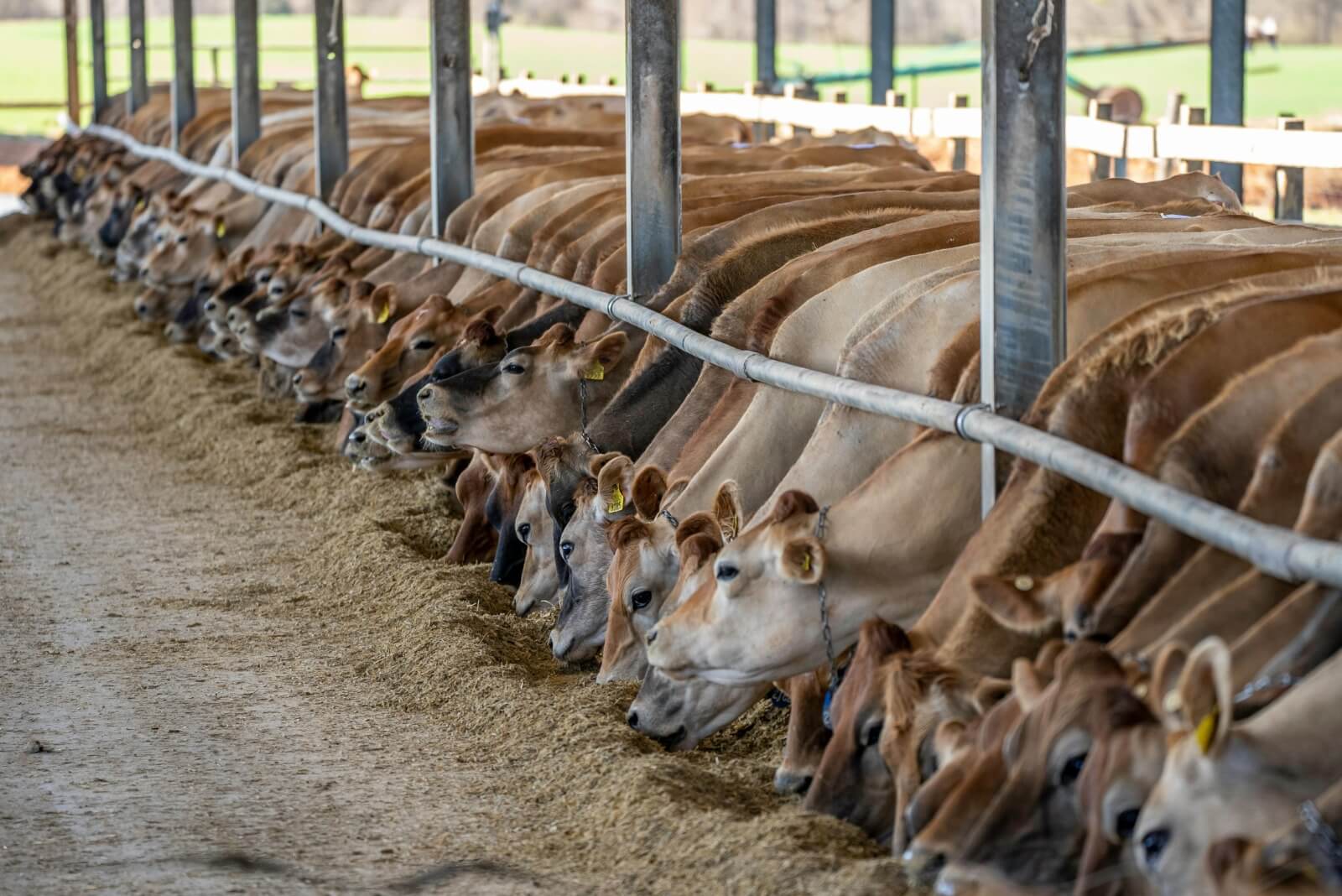 Capa Insumos para produção de leite voltam a aumentar