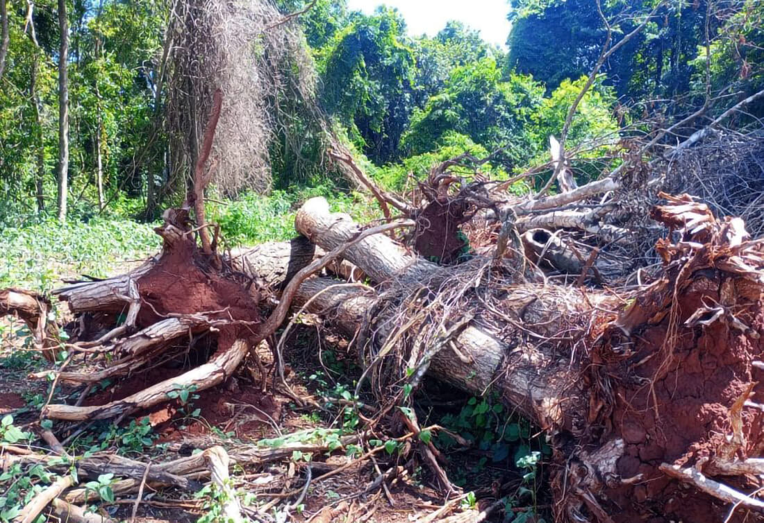 Capa Polícia Ambiental flagra desmatamentos em Ibirubá, Vicente Dutra e Caiçara