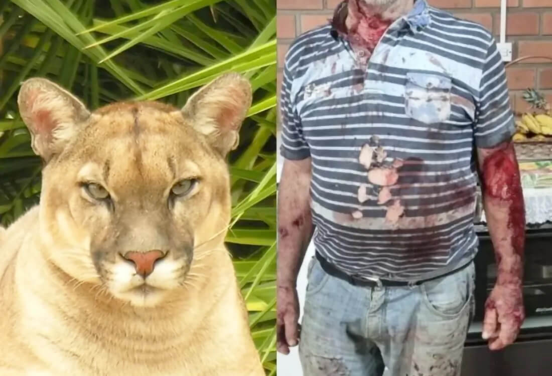 Capa Ataque de puma fere agricultor e mobiliza autoridades no RS
