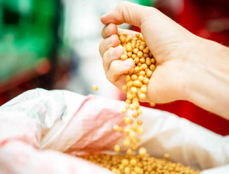 Capa Estiagem derruba produção de soja em 27,4% no RS e afeta economia agrícola