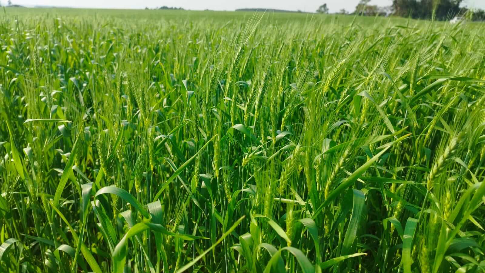 Capa Chuvas contribuem para o florescimento do trigo no Rio Grande do Sul