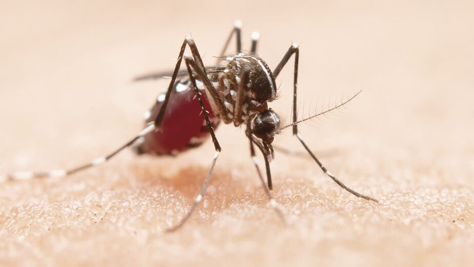 Capa Município de Planalto registra 60 casos de dengue e realiza bloqueio com inseticida nos bairros mais afetados