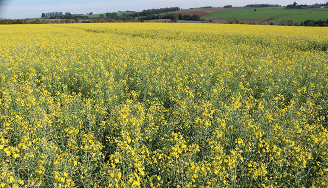 Capa Canola apresenta desenvolvimento satisfatório no Rio Grande do Sul