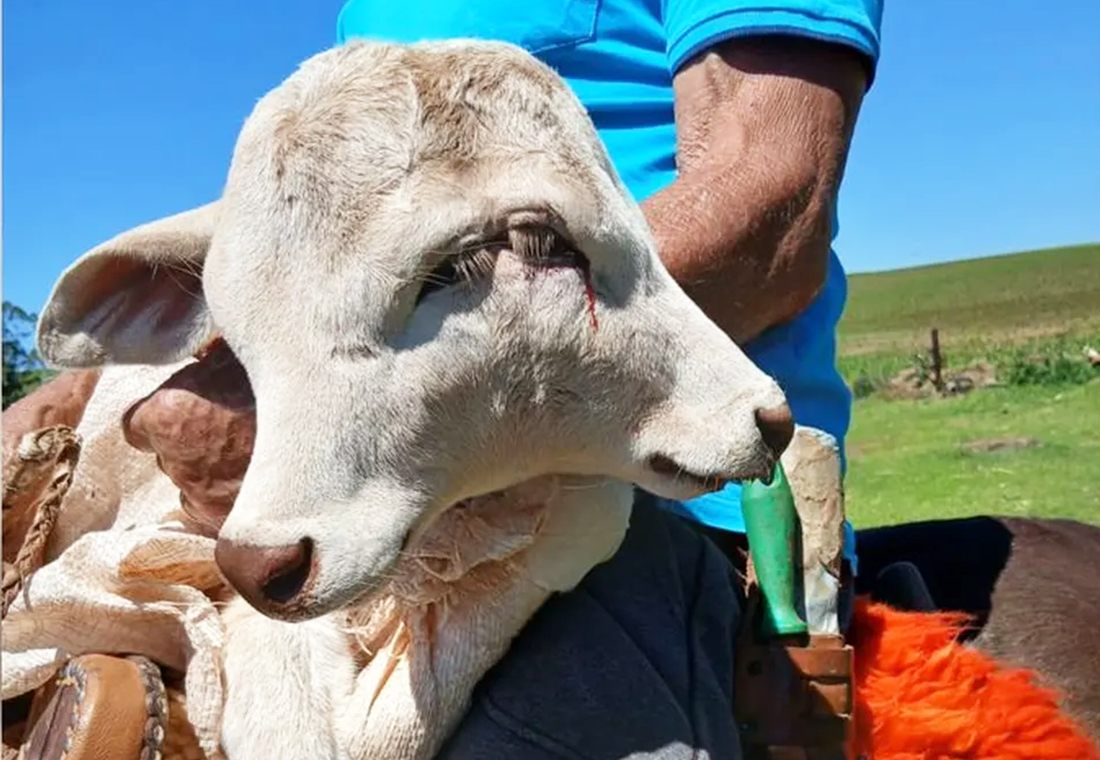 Capa Caso raro: bezerra com duas cabeças nasce em propriedade rural de Santa Catarina