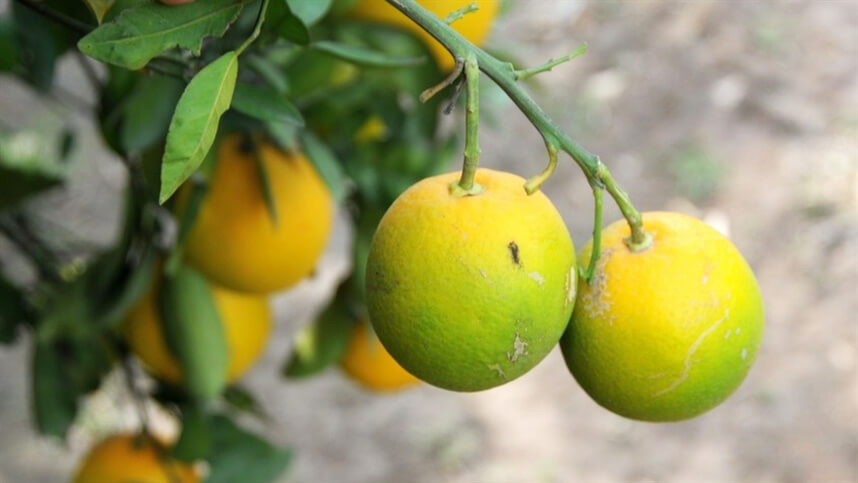 Capa Primeiros casos de greening no Rio Grande do Sul são confirmados no município de Palmitinho
