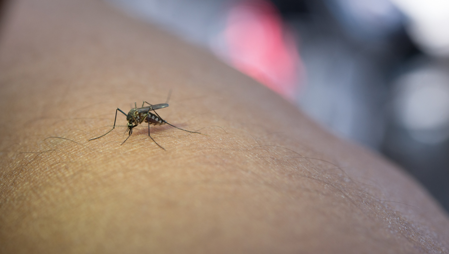 Capa Total de mortes por dengue chega a 32 no Rio Grande do Sul