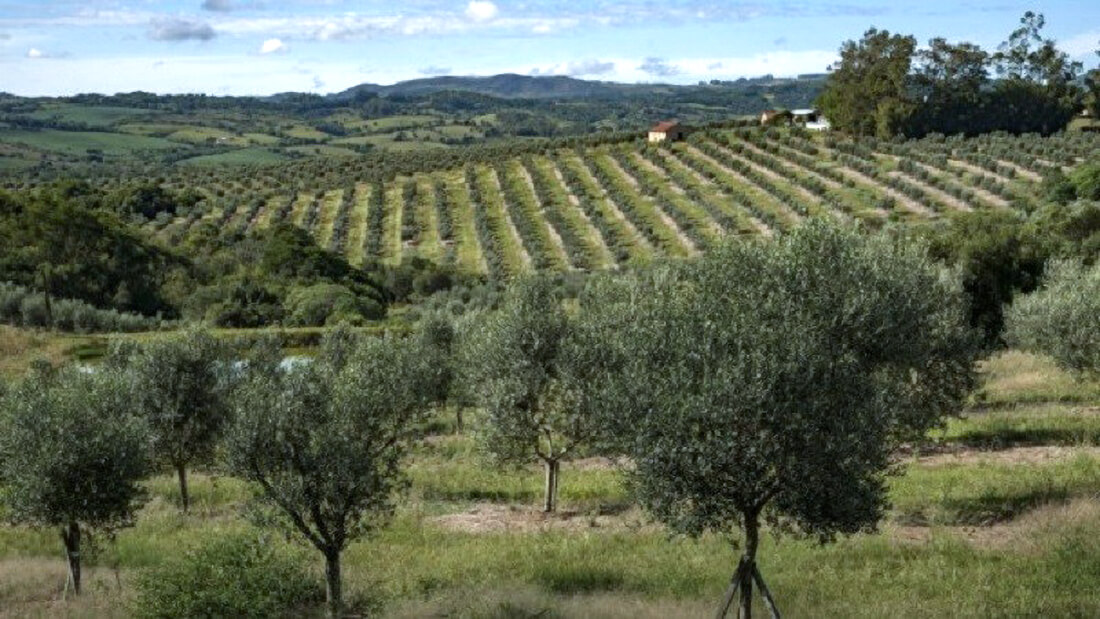Capa Produção de azeite de oliva cresce 29% no Estado
