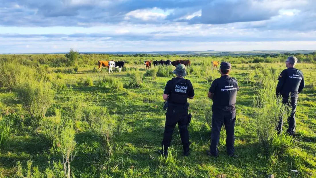 Capa Produtores rurais do Rio Grande do Sul enfrentam golpe da falsa devolução de gado furtado