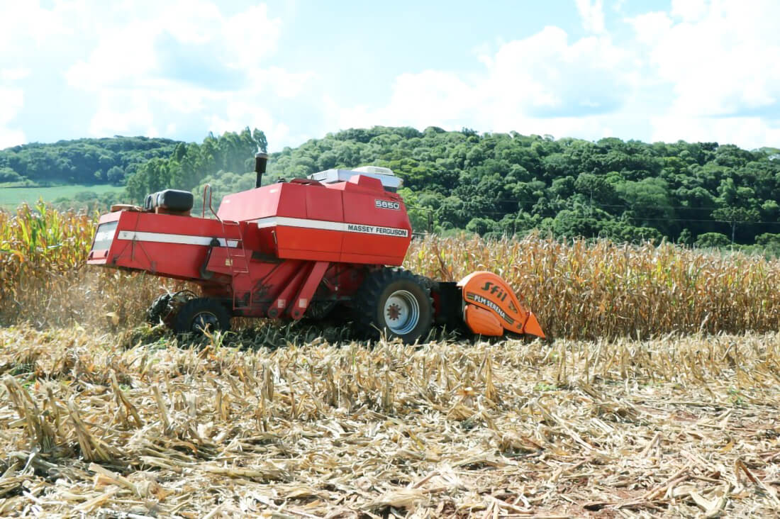 Capa Colheita do milho se encaminha para o final no Rio Grande do Sul