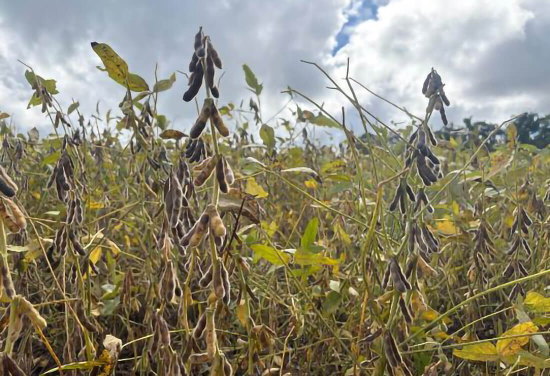 Capa Colheita da soja atinge 50% da área cultivada no Rio Grande do Sul