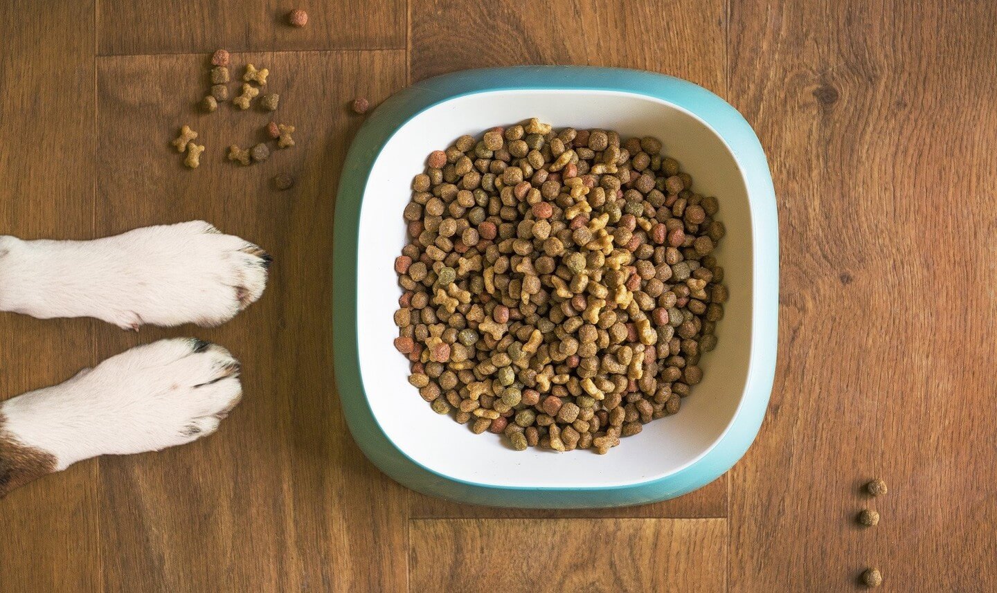 Capa Iraí: Defesa Civil distribui 1.500 kg de ração para cães e gatos de rua