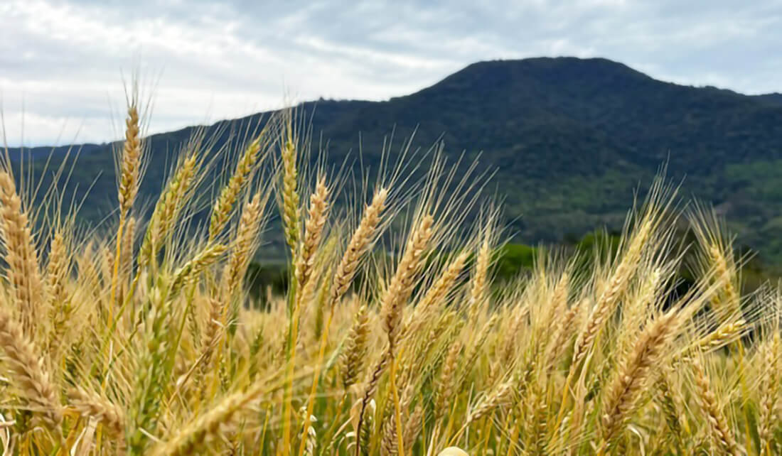 Capa Clima favorece safra de inverno no Rio Grande do Sul