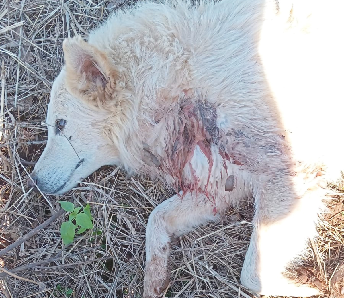 Capa Cachorro é atingido por disparo de arma de fogo no interior de Três Palmeiras