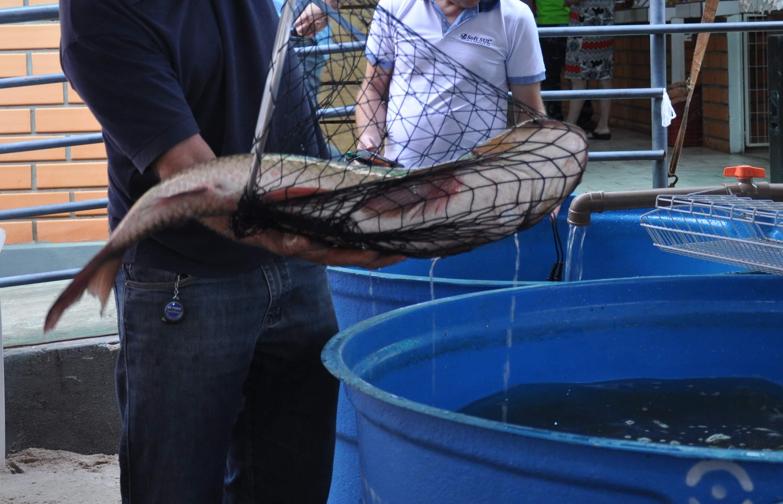 Capa Secretaria da Agricultura e Emater promovem venda de peixes vivos em FW