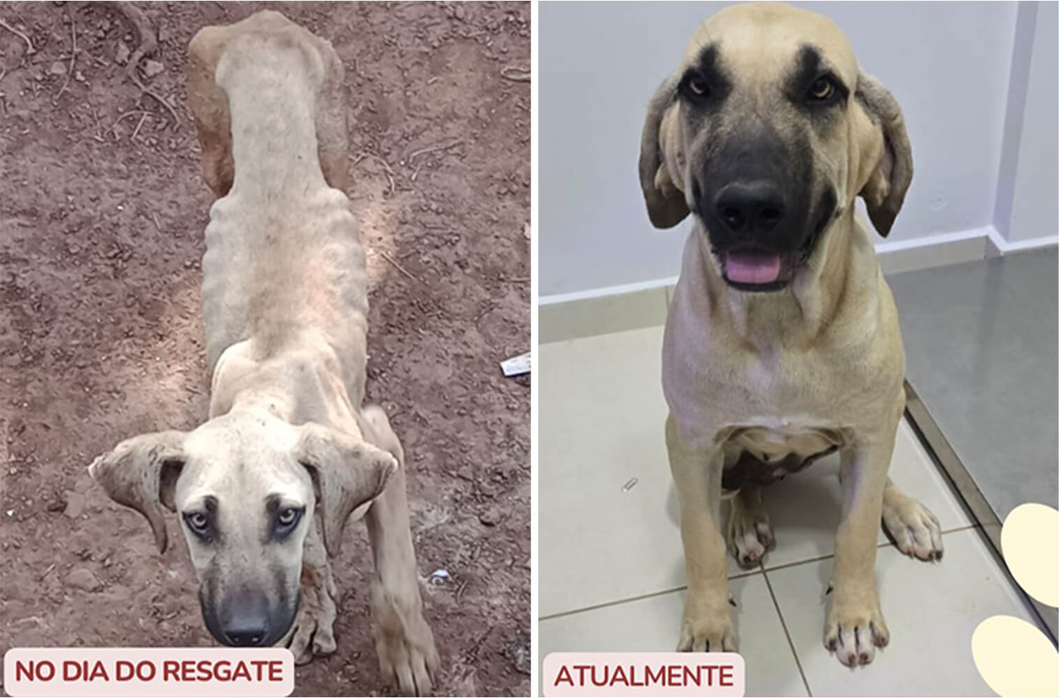 Capa Da negligência à esperança: cadela supera maus-tratos e agora aguarda por adoção