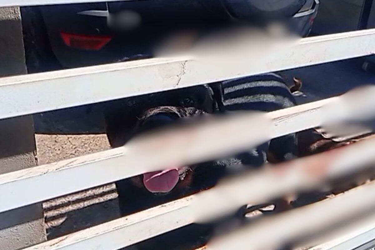 Capa Criança de 4 anos morre atacada por rottweiler em Chapecó